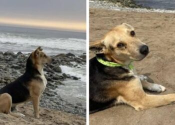 La emotiva historia de Vaguito, el perro que espera a su dueño frente al mar