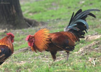 Pícalo gallito