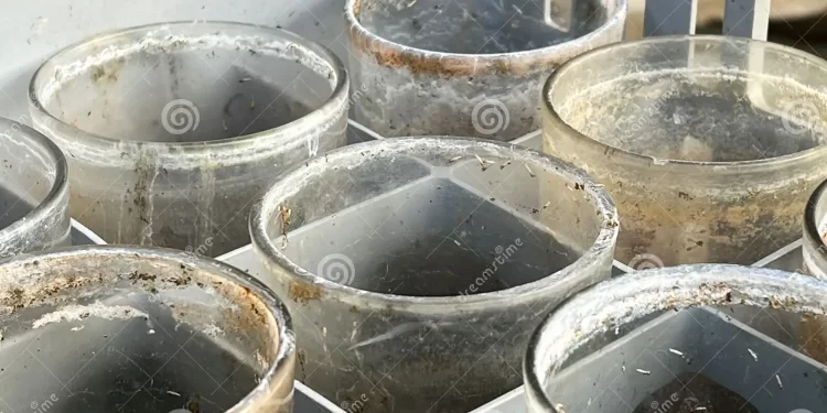 Vasos Sucios