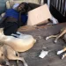 Indigentes y perros callejeros: Una realidad a la vista de todos, pero que nadie ve