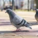 Enfermedades de las palomas urbanas