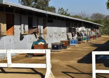 En ellos se albergan perros, gatos, caballos, tortugas y hasta cacatúas.