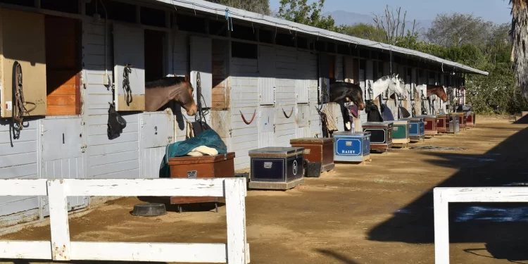 En ellos se albergan perros, gatos, caballos, tortugas y hasta cacatúas.