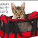 ¿Gato entre macuto?