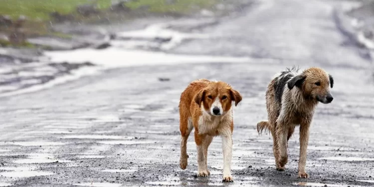 “Porque ya no les sirve”: el abandono animal que mata en silencio en República Dominicana