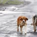 “Porque ya no les sirve”: el abandono animal que mata en silencio en República Dominicana