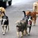 Cuidar y respetar la vida de los perros