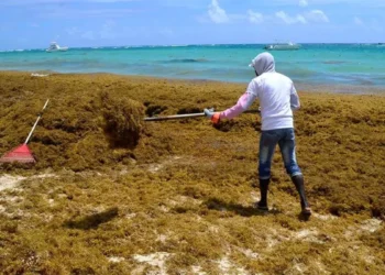 Oleada histórica de sargazo amenaza al Caribe: esperan hasta 80 millones de toneladas este año