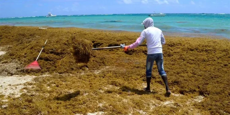 Oleada histórica de sargazo amenaza al Caribe: esperan hasta 80 millones de toneladas este año