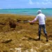Oleada histórica de sargazo amenaza al Caribe: esperan hasta 80 millones de toneladas este año