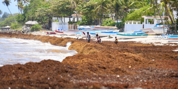 El sargazo cubre las aguas de las principales playas dominicanas