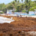 El sargazo cubre las aguas de las principales playas dominicanas