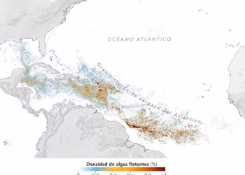 La NASA alerta sobre el cinturón de sargazo en el Atlántico: qué es y cómo afecta a las costas del Caribe