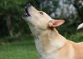 El misterioso aullido de los perros