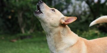 El misterioso aullido de los perros