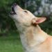 El misterioso aullido de los perros